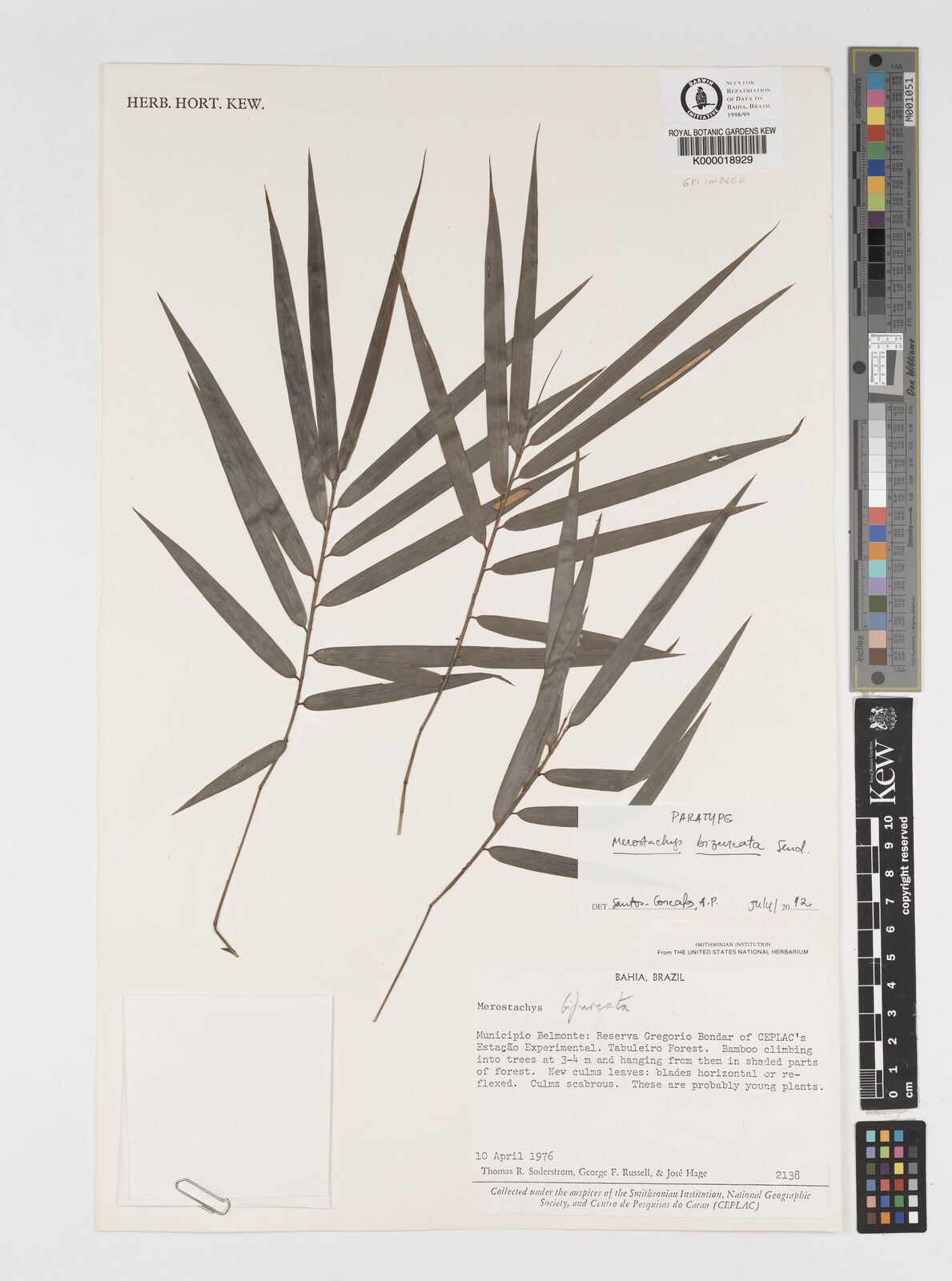 Kew Gardens K000018929:  Soderstrom, T.R.; Russel, G.F.; Hage, J. [2138] Brazil