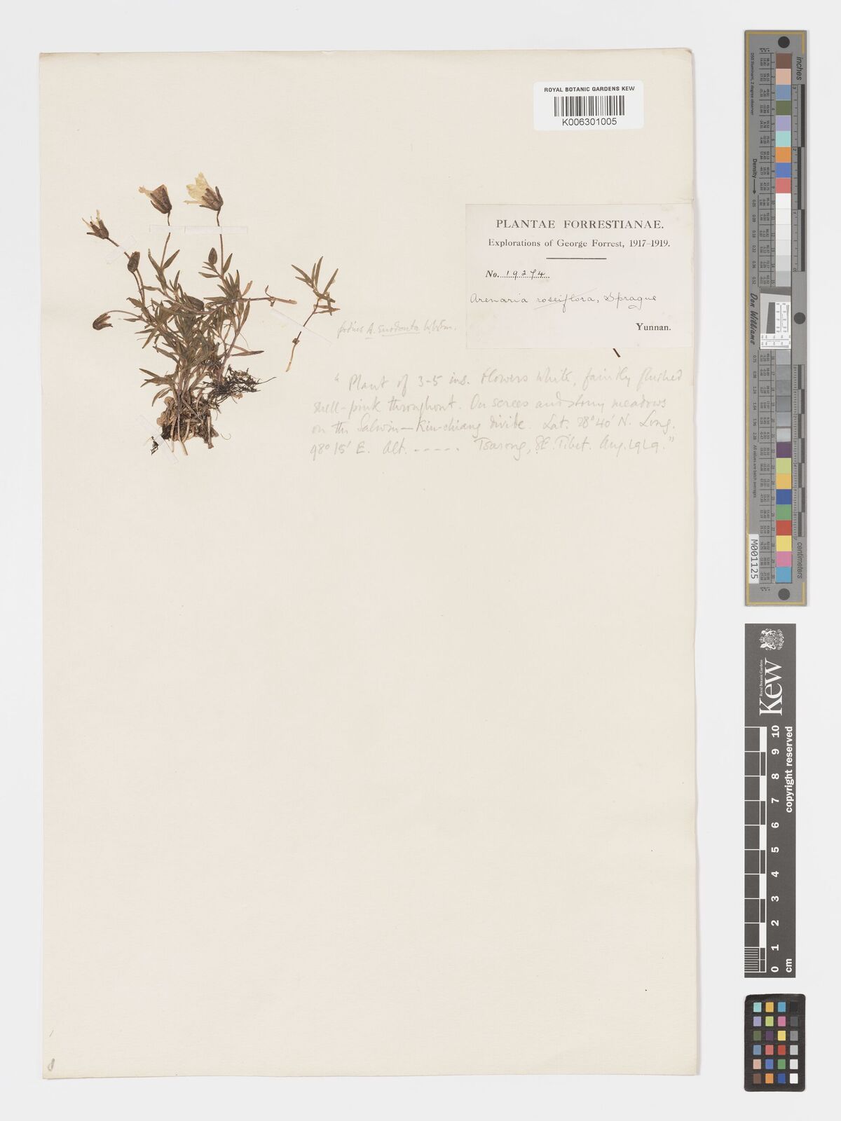 Arenaria euodonta