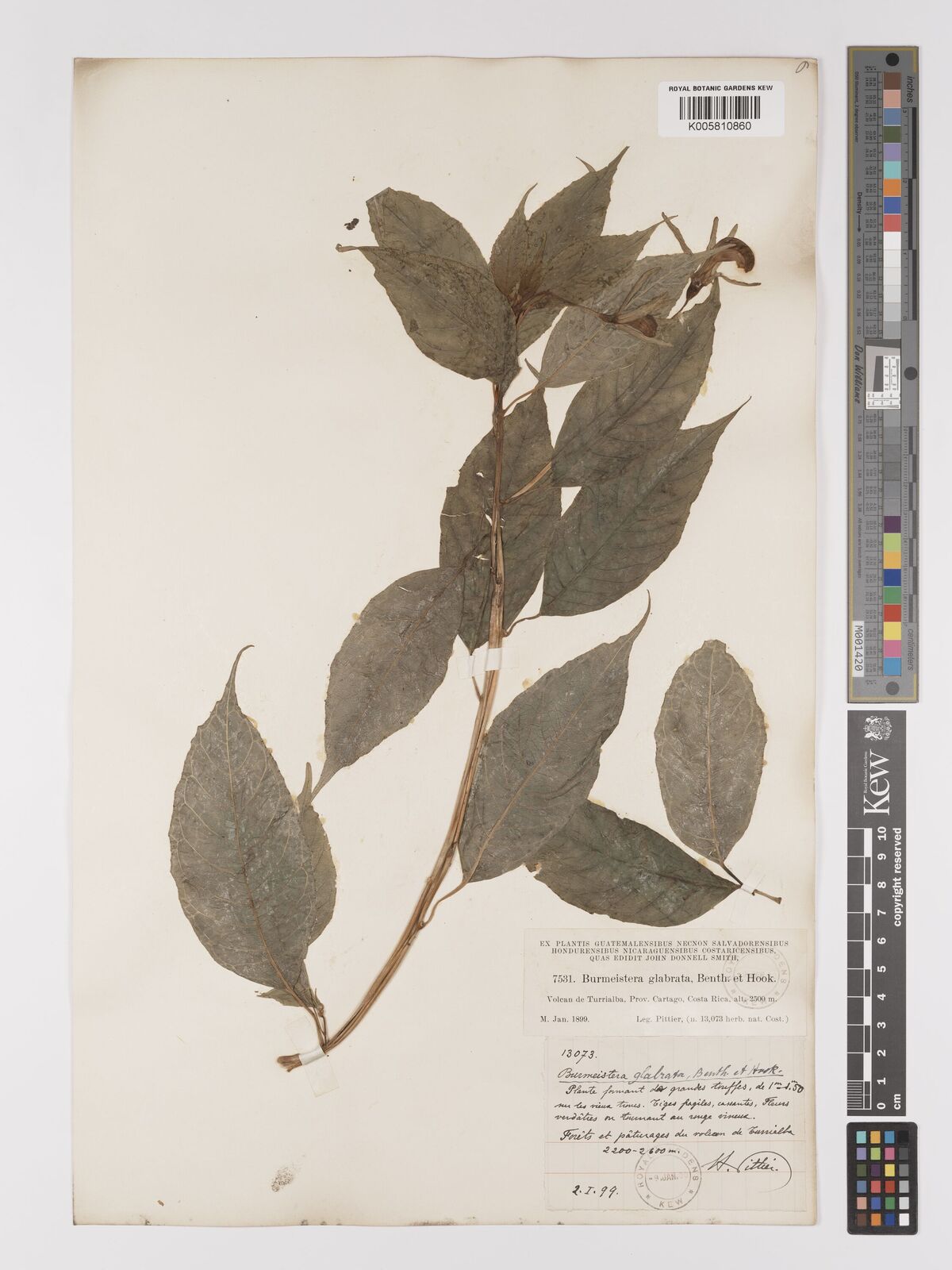 Burmeistera glabrata