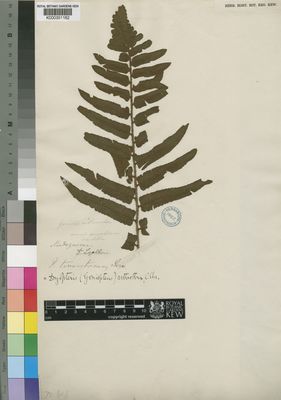 Kew Gardens K000351162:  Lyall [s.n.] Madagascar