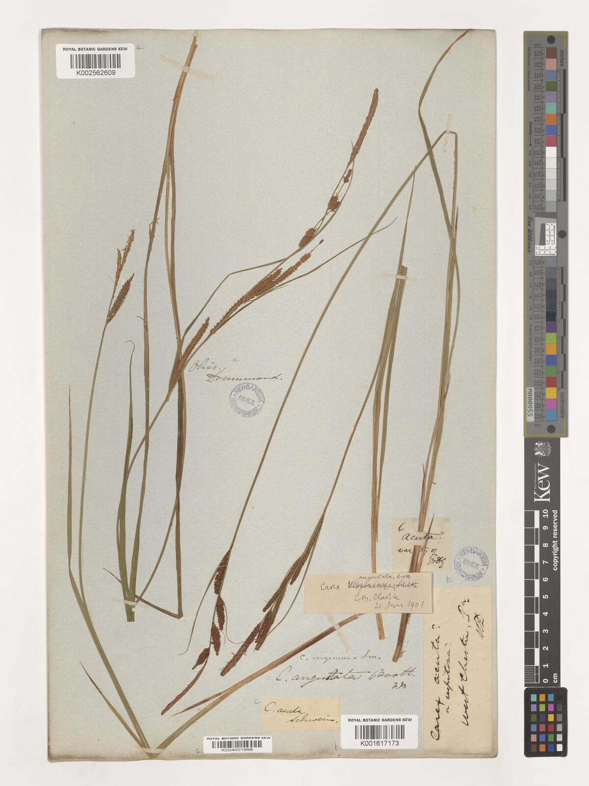 Carex angustata