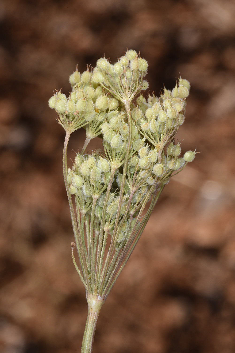 © copyright of the Board of Trustees of the Royal Botanic Gardens, Kew.