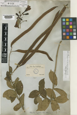 Kew Gardens K000403071:  Sellow [s.n.] Brazil