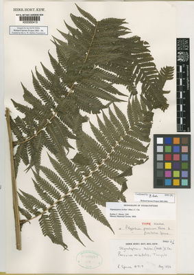 Kew Gardens K000200413:  Spruce, R. [4719] Peru