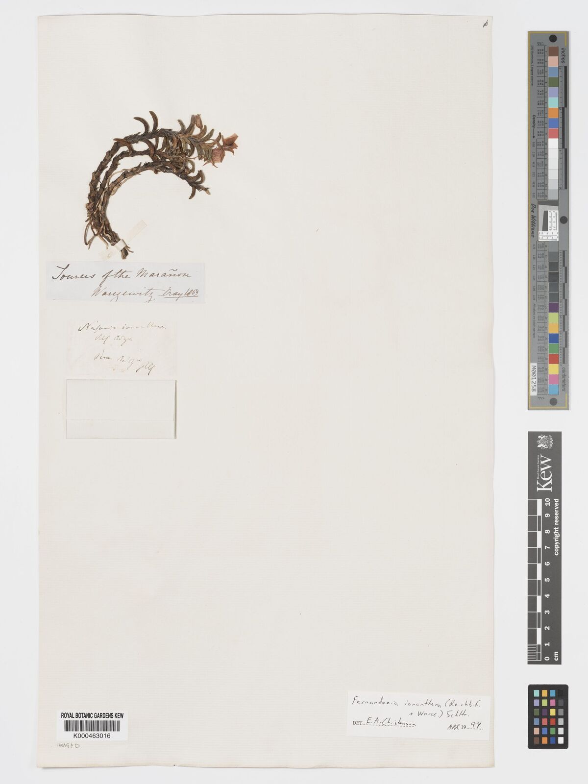 Kew Gardens K000463016:  Warscewicz [s.n.] Peru