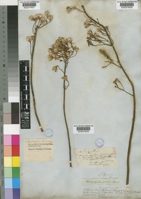 Kew Gardens K000378008:  Drege [s.n.] South Africa