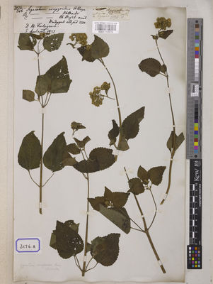 Kew Gardens K001118674:  s.coll. [Cat. no. 3176]