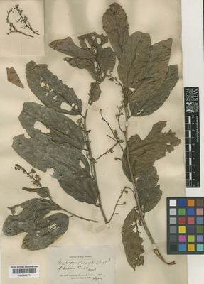 Kew Gardens K000686772:  Creagh, C.V. [s.n.] Malaysia