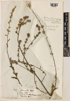 Kew Gardens K000978453:  s.coll. [3055] India