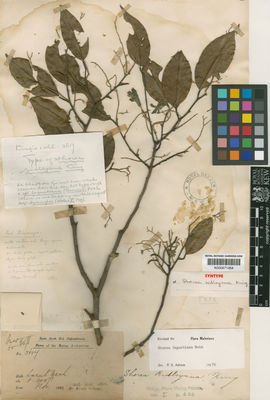 Kew Gardens K000671454:  Dr King's collector [3617] Malaysia