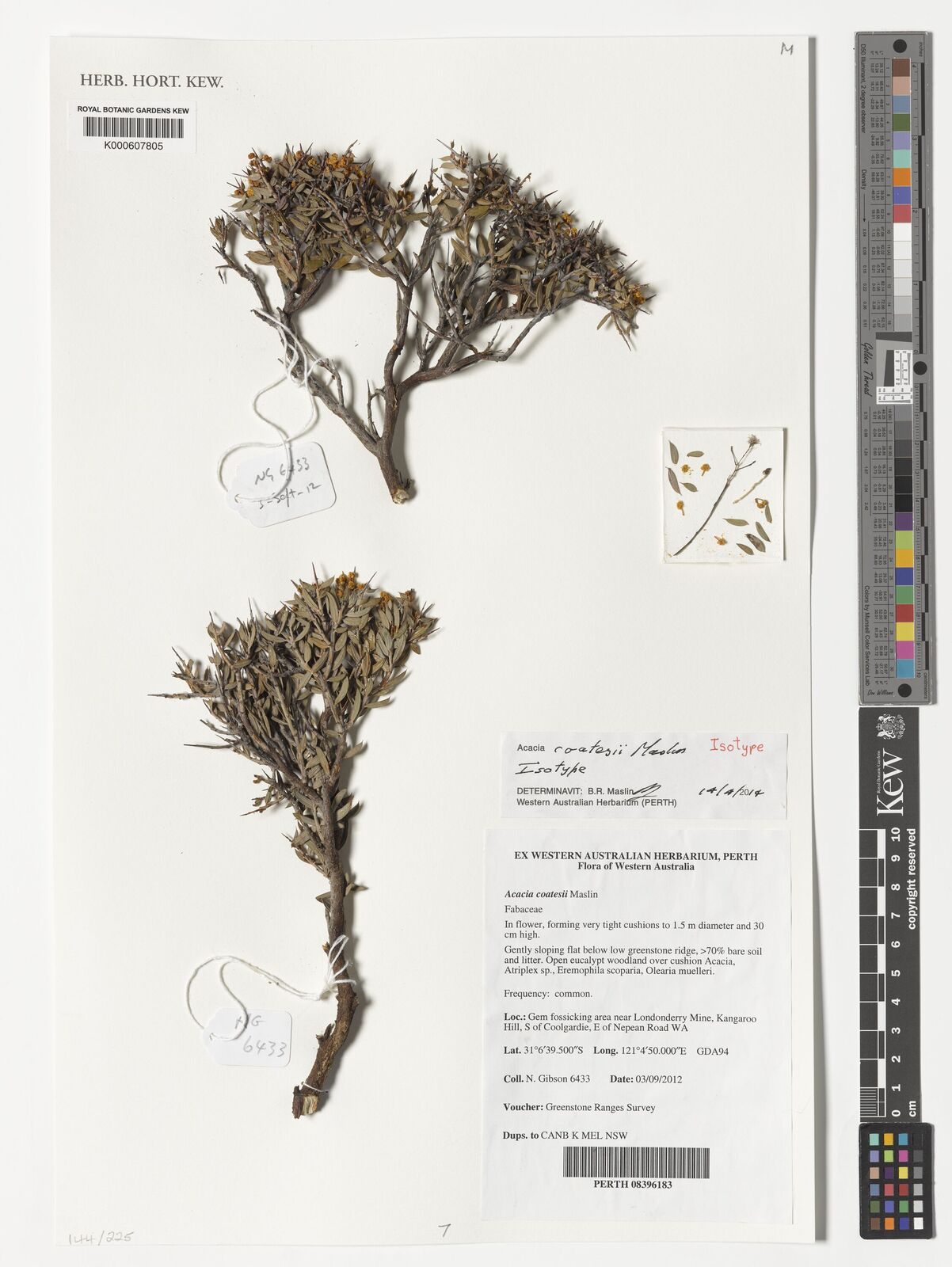 Kew Gardens K000607805:  Gibson, N. [6433] Australia