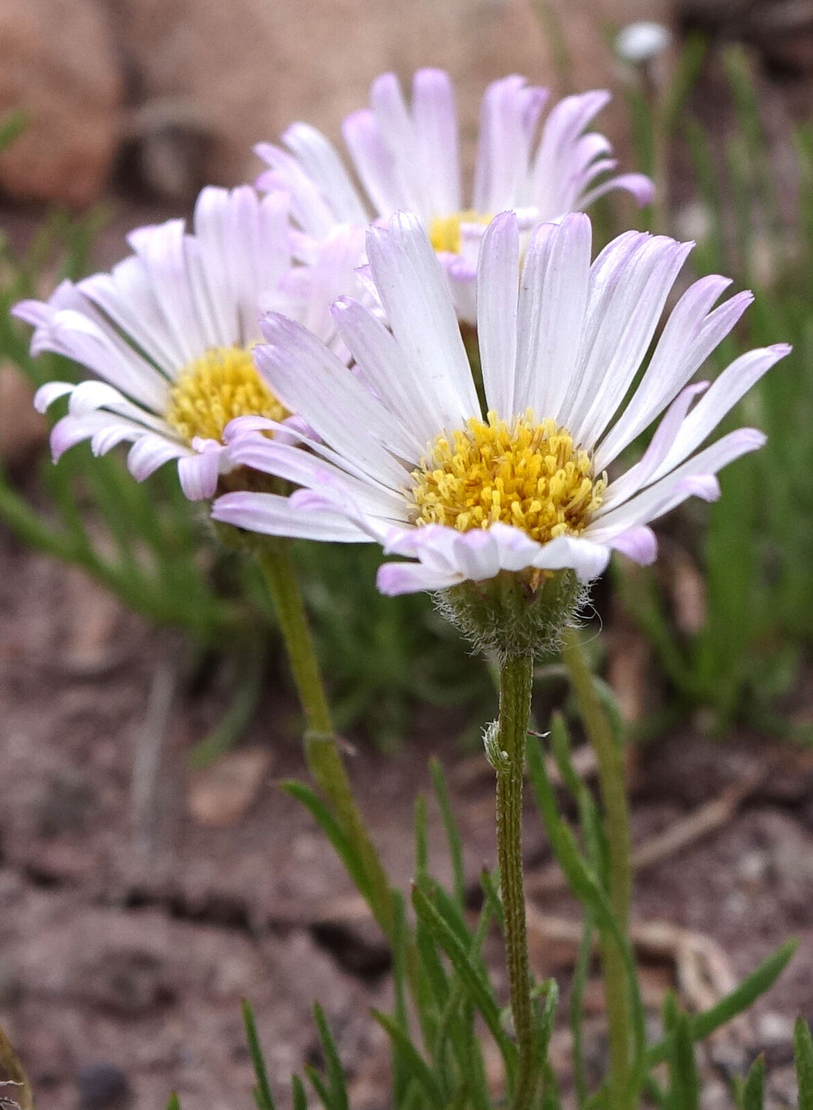 Erigeron sivinskii G.L.Nesom | Plants of the World Online | Kew Science