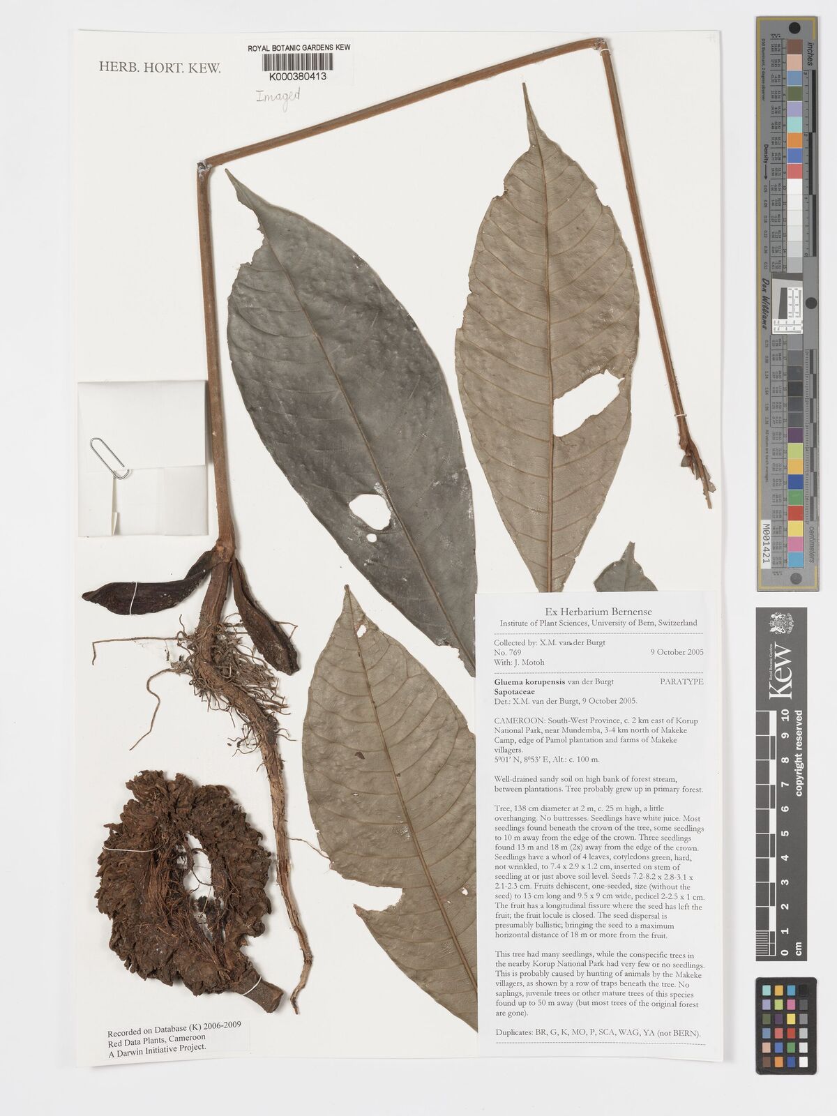 Kew Gardens K000380413:  van der Burgt, X.M.; Motoh, J. [769] Cameroon