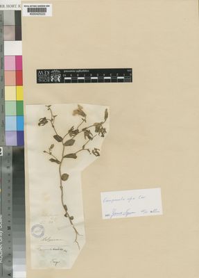 Kew Gardens K000425222:  Salzmann [s.n.] Morocco