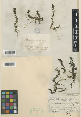 Kew Gardens K000806798:  Heldreich [s.n.] Greece