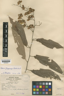 Kew Gardens K000686947:  Kerr, A.F.G. [4970] Thailand