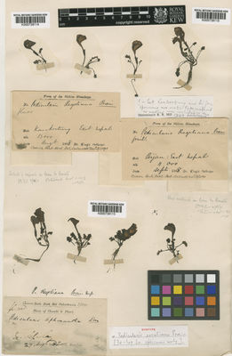 Kew Gardens K000739114:  King's collector [s.n.] India