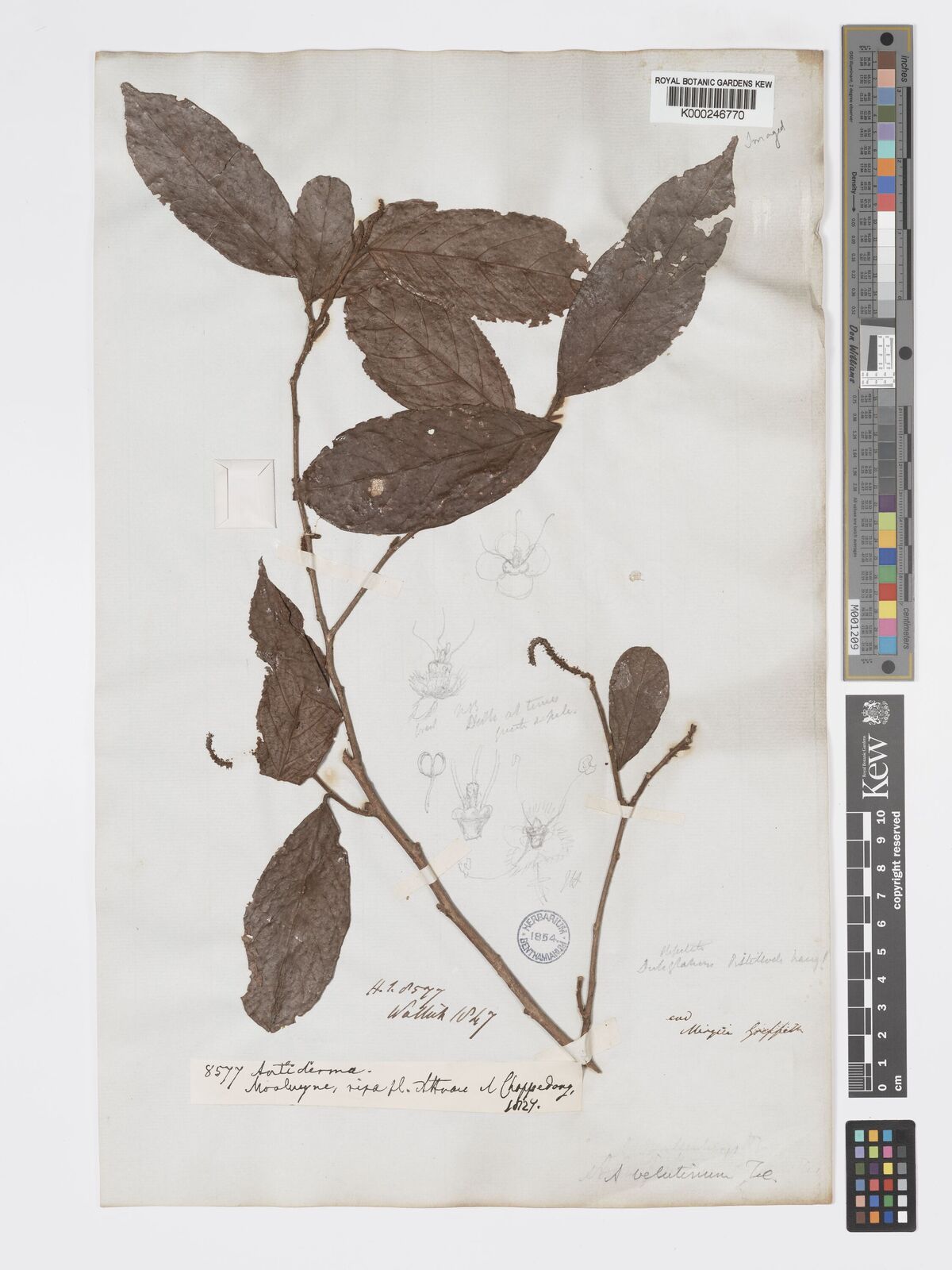 Kew Gardens K000246770:  Wallich; Griffith [8577] Burma