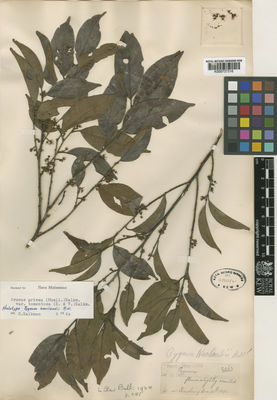 Kew Gardens K000737316:  Haviland, G.D. [2063] Malaysia