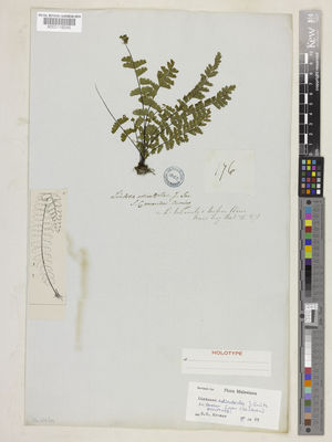 Kew Gardens K000116245:  Cuming, H. [176] Philippines