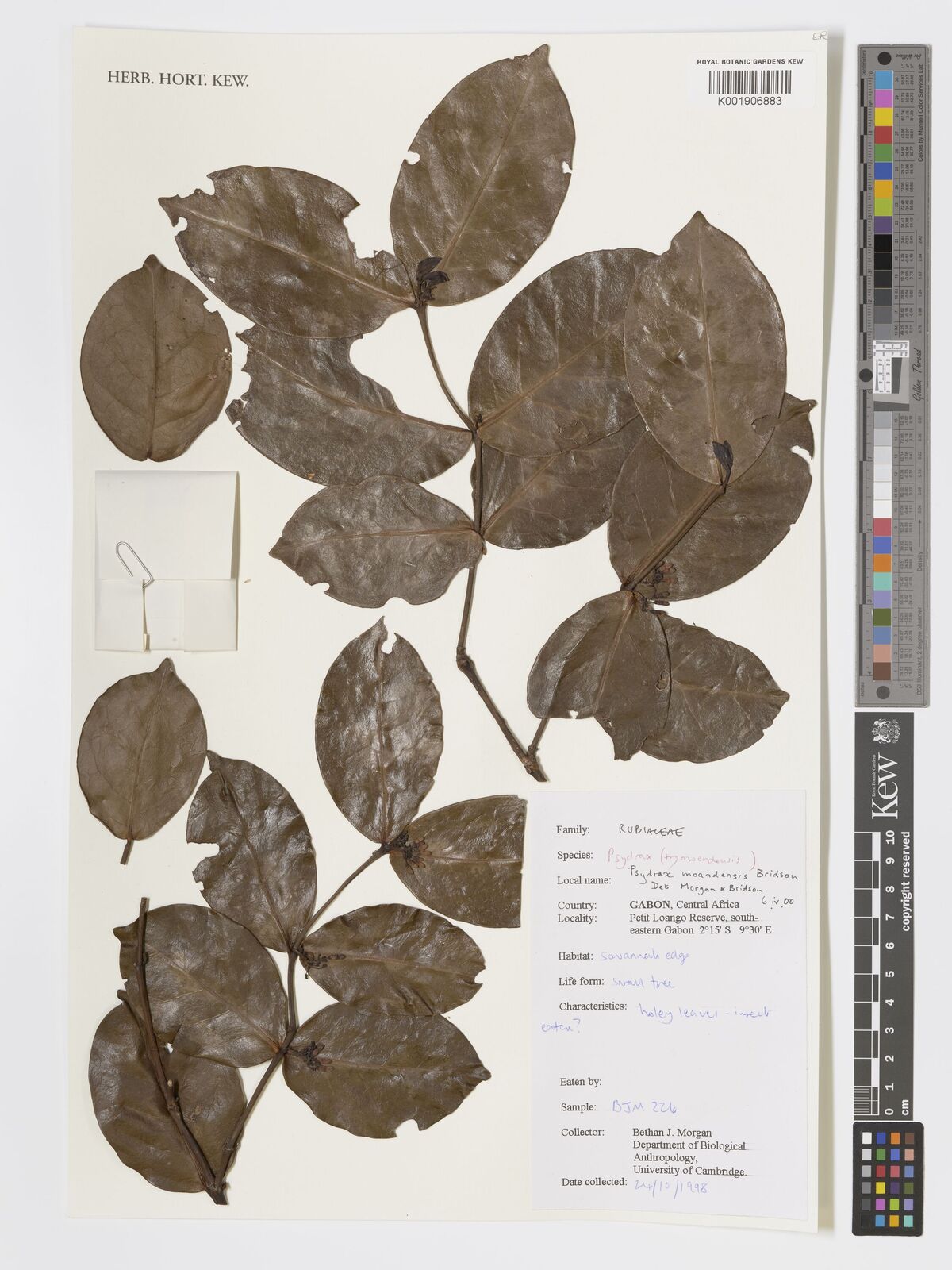 Psydrax moandensis