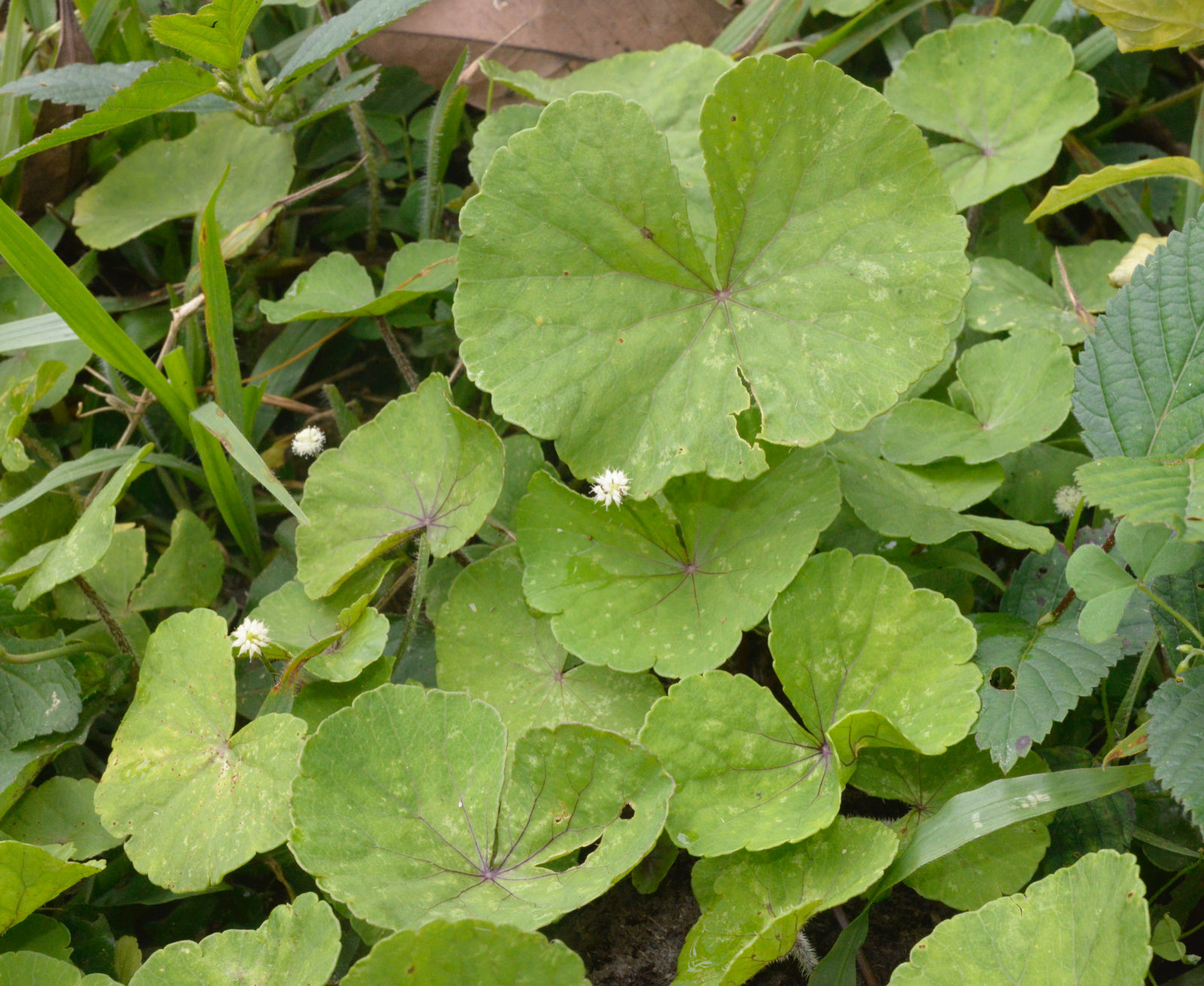 Hydrocotyle Tourn. ex L. | Plants of the World Online | Kew Science
