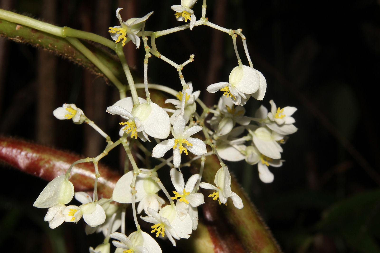 Begonia Glabra Aubl Plants Of The World Online Kew Science