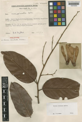 Kew Gardens K000700593:  Smythies, B.E. [s. 5914] Malaysia