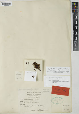 Kew Gardens K000623146:  Kerr, A.F.G. [8744] Thailand