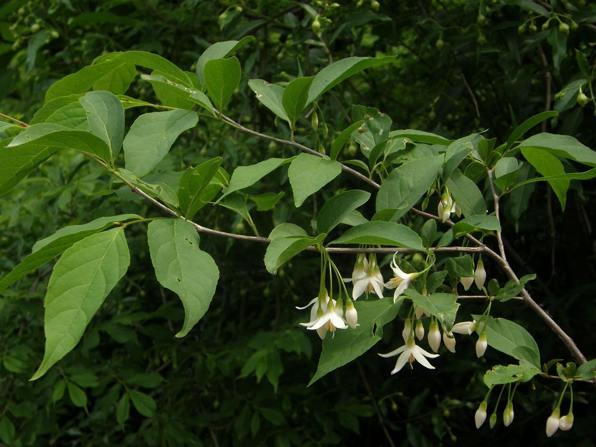 © copyright of the Board of Trustees of the Royal Botanic Gardens, Kew.