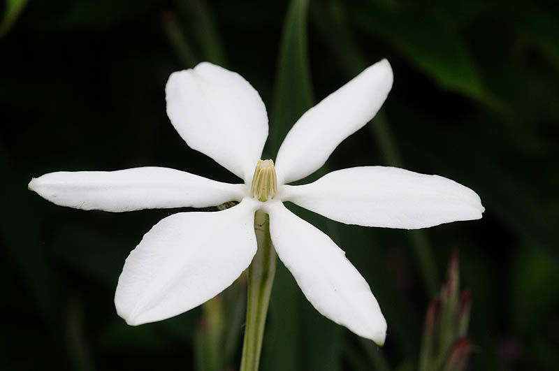 © copyright of the Board of Trustees of the Royal Botanic Gardens, Kew.