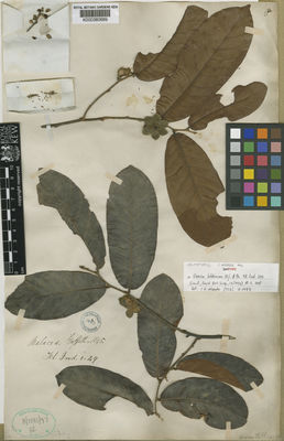 Kew Gardens K000380689:  Griffith [s.n.] Malaysia