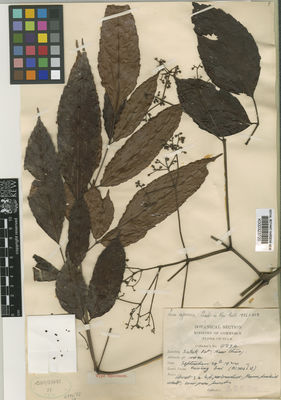 Kew Gardens K000323720:  Kerr, A.F.G. [9236] Thailand