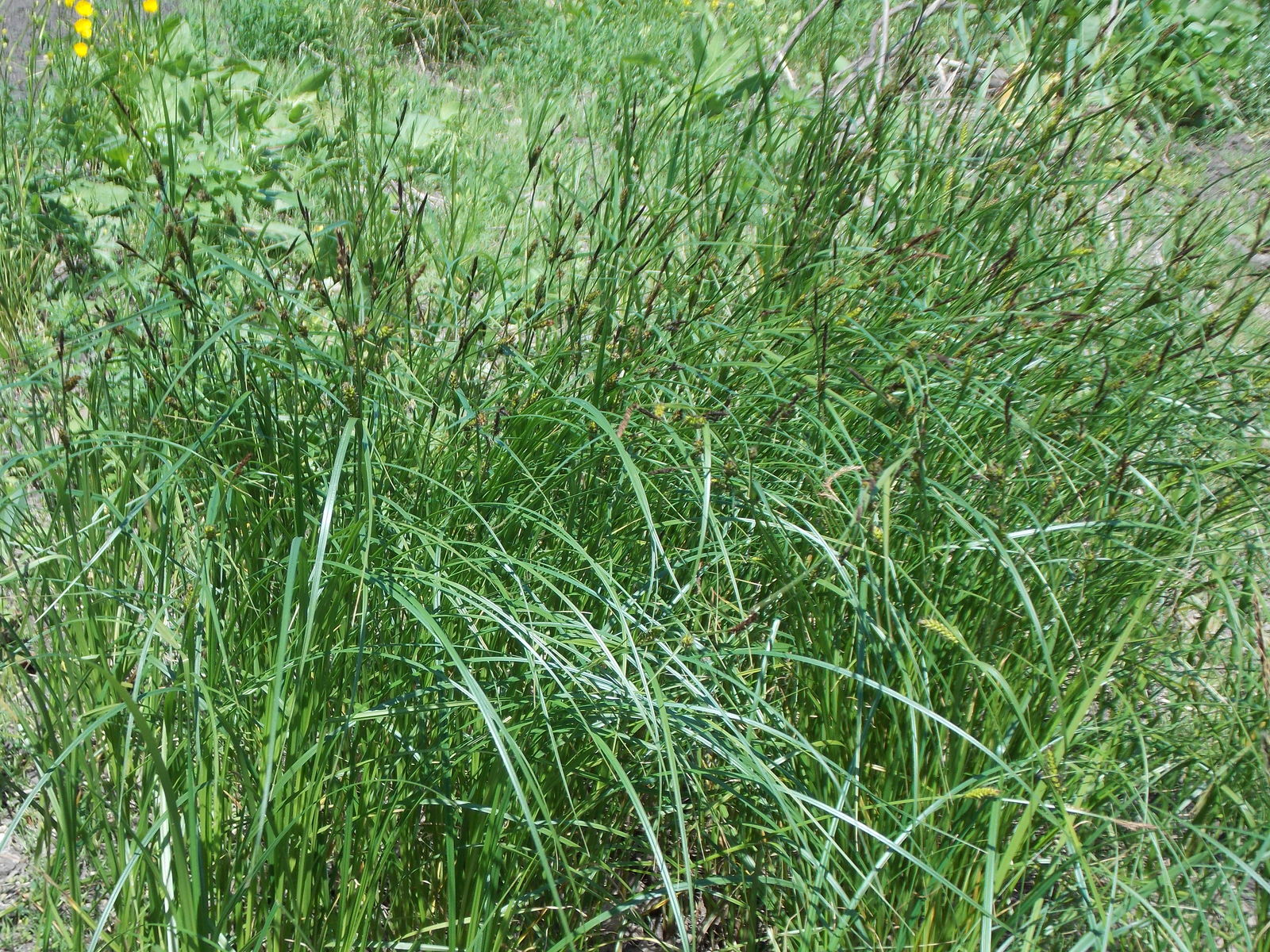 Carex melanostachya M.Bieb. ex Willd. | Plants of the World Online ...