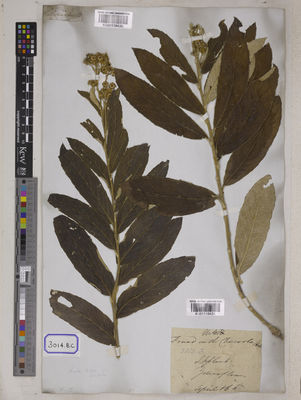 Kew Gardens K001118431:  Wallich, N. [Cat. no. 3014] India