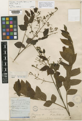 Kew Gardens K000382464:  McClelland, J. [s.n.] BU