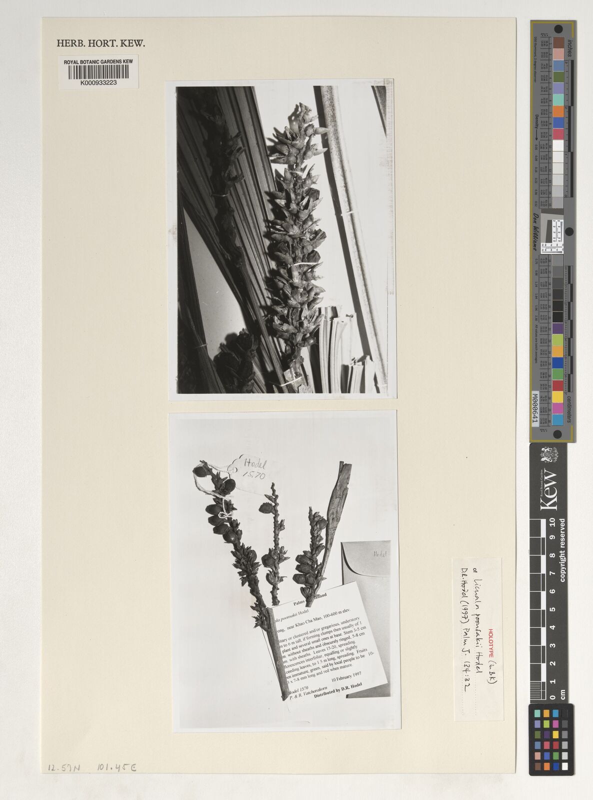 Kew Gardens K000933223:  Hodel, D.R.; Vatcharakorn, P.; Vatcharakorn, R. [1570] Thailand