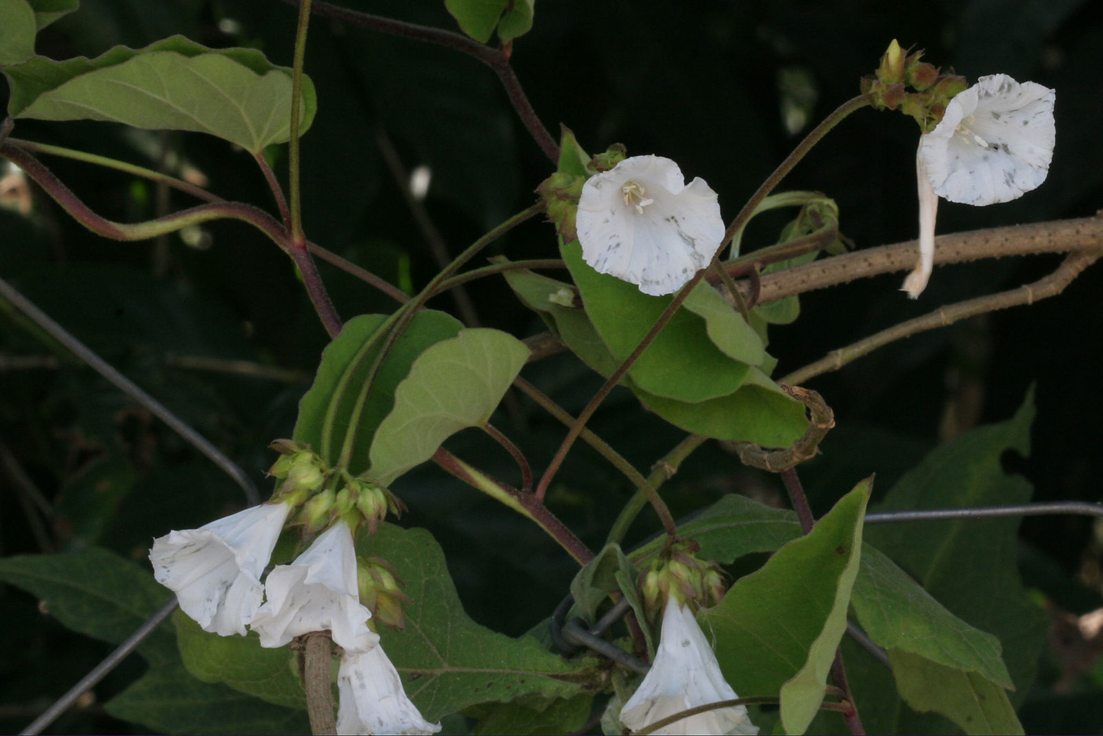 Jacquemontia pentanthos (Jacq.) G.Don | Plants of the World Online ...