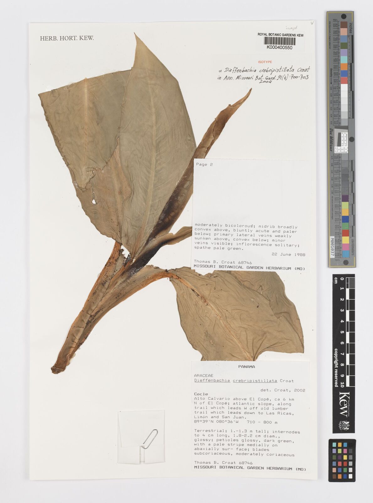 Kew Gardens K000400550:  Croat, T.B. [68746] Panama