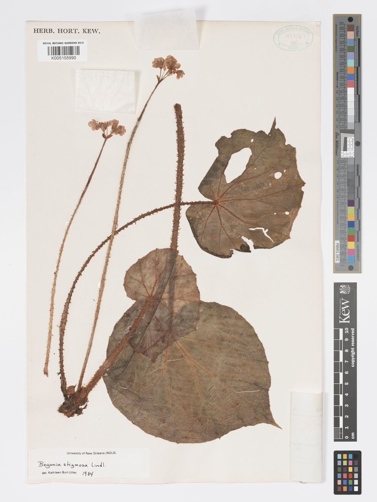 Begonia stigmosa