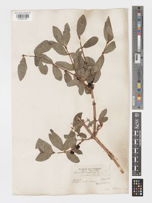 Lonicera caerulea var. altaica | Plants of the World Online | Kew Science