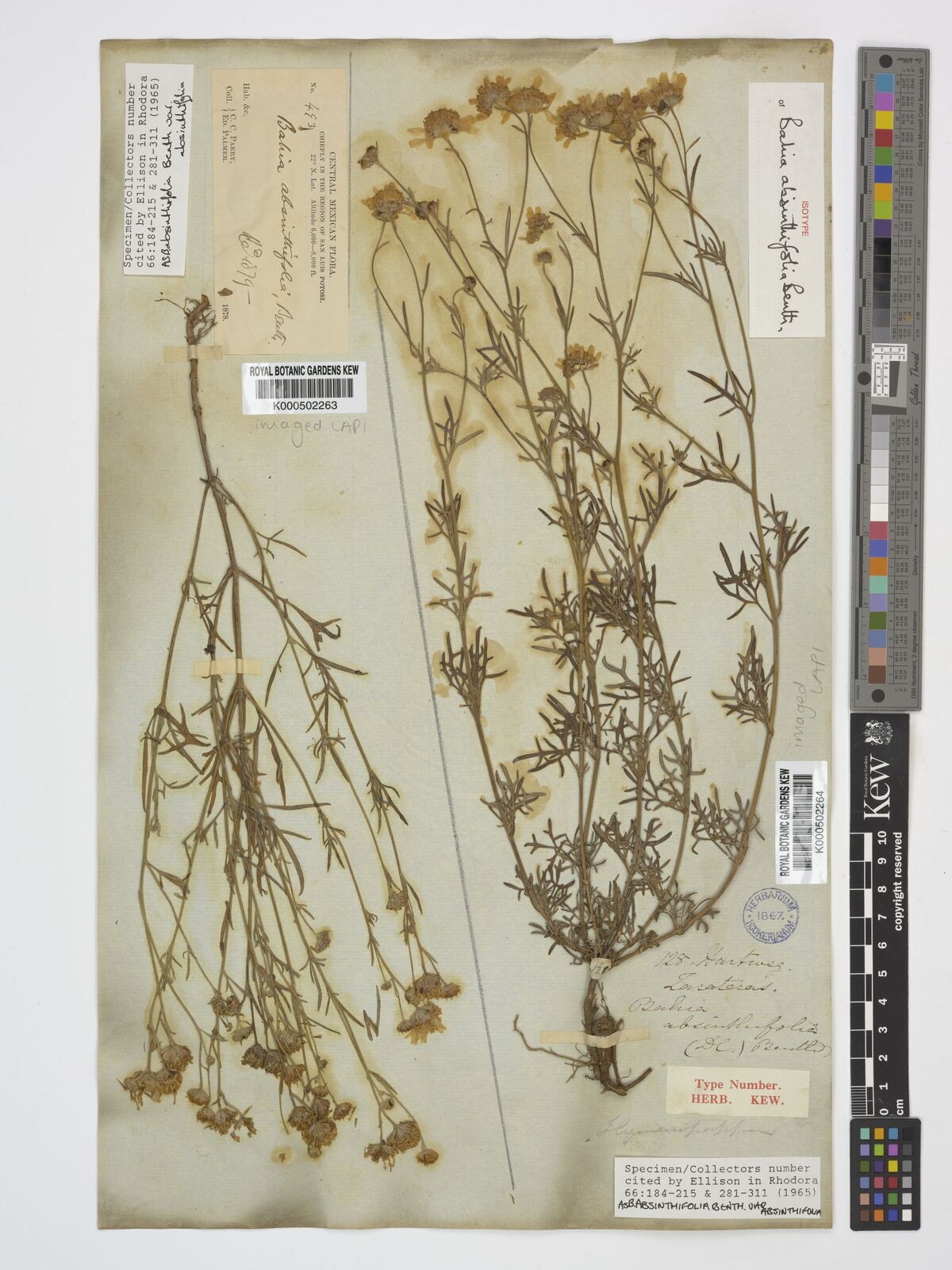 Kew Gardens K000502263:  Parry, C.; Palmer, E. [493] Mexico