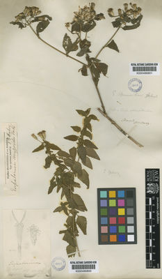 Kew Gardens K000486801:  Boog [s.n.] Brazil