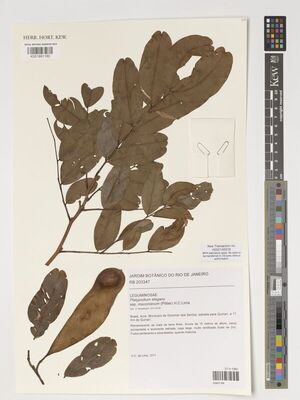 Platypodium Vogel | Plants of the World Online | Kew Science