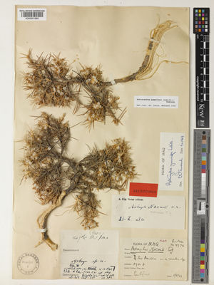 Kew Gardens K000951880:  Rustam, [R.R.] [4974] Iraq