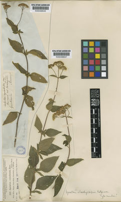 Kew Gardens K000488647:  Heyde; Lux [4228] Guatemala