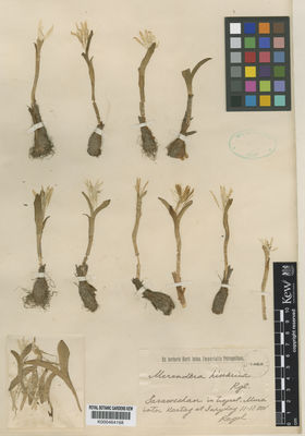 Kew Gardens K000464168:  Regel, A. [s.n.] Tajikistan