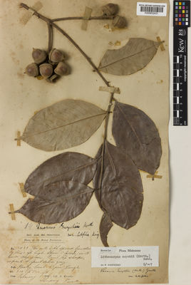 Kew Gardens K000832431:  Kunstler, H. [8532] Malaysia