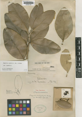 Kew Gardens K000681569:  Curran, H.M. [3864] Philippines