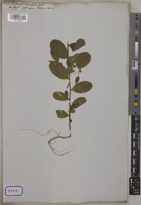 Kew Gardens K001122674:  s.coll. [Cat. no. 5969]